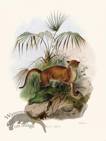 Elliot Cat 15 Cat Badia